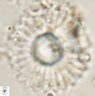 Discoaster bordii 58027
