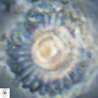Discoaster bordii  58028