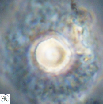 Discoaster bordii 58029