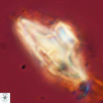 Discoaster bordii 58021