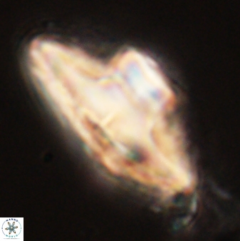 Discoaster bordii 58022