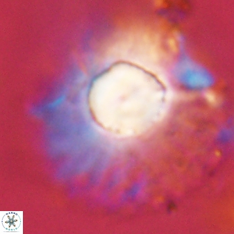 Discoaster bordii 58036