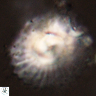 Discoaster bordii 58038