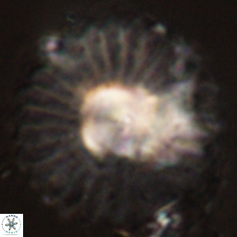 Discoaster bordii 58039