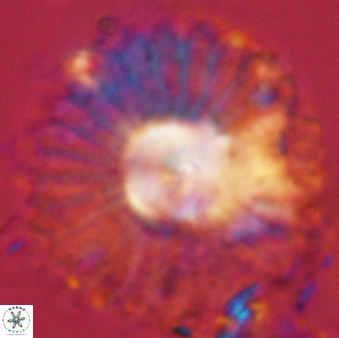 Discoaster bordii 58040