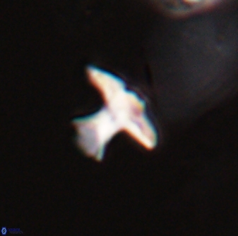 Discoasteroides kuepperi 24315