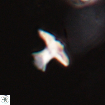Discoasteroides kuepperi 24315