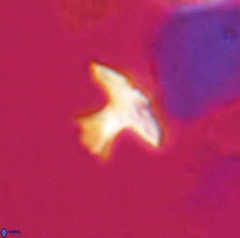 Discoasteroides kuepperi 24316