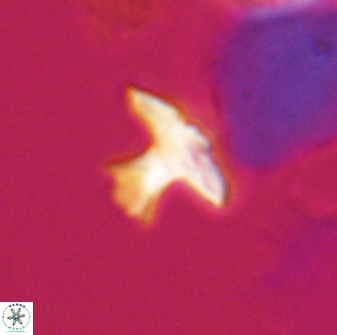 Discoasteroides kuepperi 24316