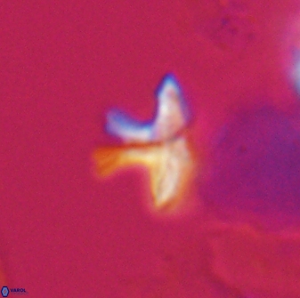 Discoasteroides kuepperi 24317