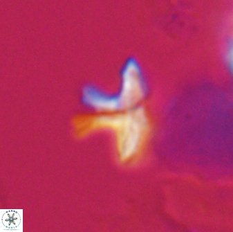 Discoasteroides kuepperi 24317