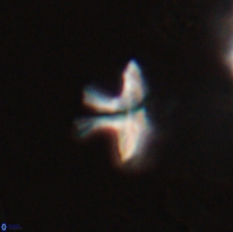 Discoasteroides kuepperi 24318