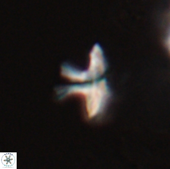 Discoasteroides kuepperi 24318