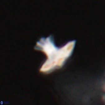 Discoasteroides kuepperi 24319