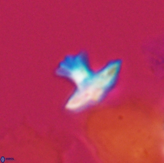 Discoasteroides kuepperi 24320