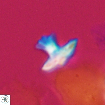 Discoasteroides kuepperi 24320