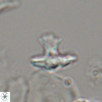 Discoasteroides kuepperi 24321