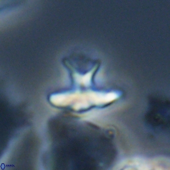 Discoasteroides kuepperi 24322