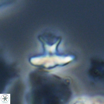 Discoasteroides kuepperi 24322