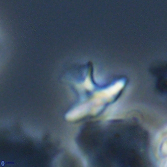 Discoasteroides kuepperi 24323