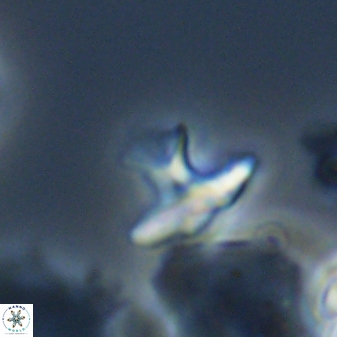 Discoasteroides kuepperi 24323