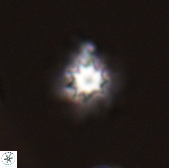 Discoasteroides kuepperi 24324