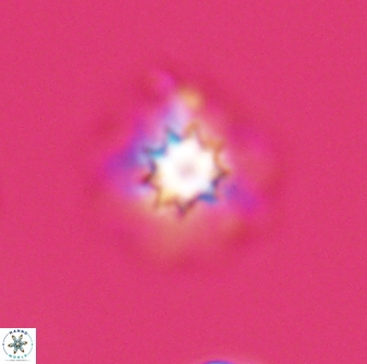 Discoasteroides kuepperi 24325