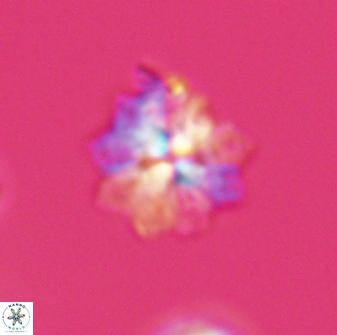 Discoasteroides kuepperi 24326