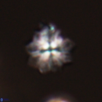 Discoasteroides kuepperi 24327