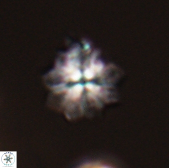 Discoasteroides kuepperi 24327