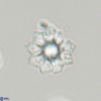 Discoasteroides kuepperi 24328