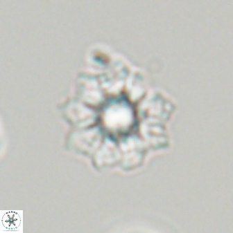 Discoasteroides kuepperi 24328