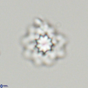 Discoasteroides kuepperi 24329