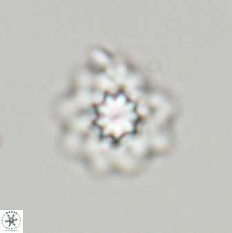 Discoasteroides kuepperi 24329