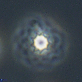 Discoasteroides kuepperi 24330