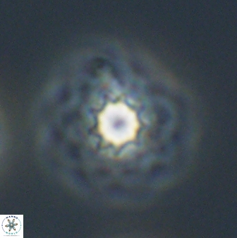 Discoasteroides kuepperi 24330