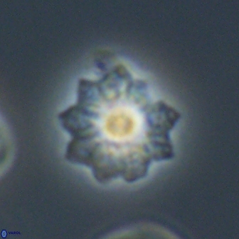 Discoasteroides kuepperi 24331