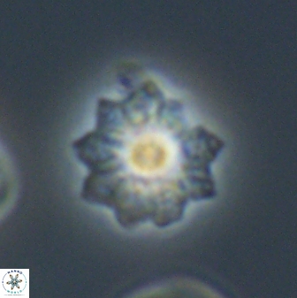 Discoasteroides kuepperi 24331