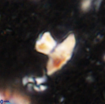 Discoasteroides kuepperi 48980