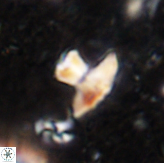 Discoasteroides kuepperi 48980
