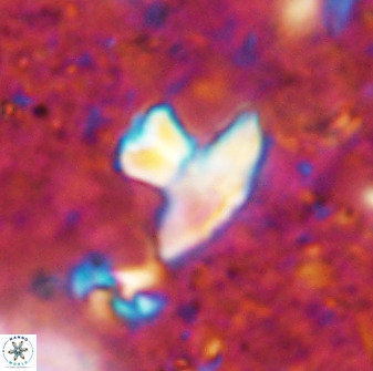 Discoasteroides kuepperi 48981