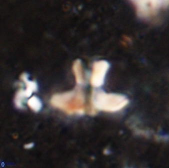 Discoasteroides kuepperi 48982