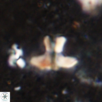 Discoasteroides kuepperi 48982