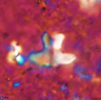 Discoasteroides kuepperi 48983