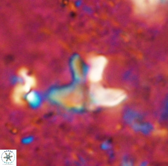 Discoasteroides kuepperi 48983