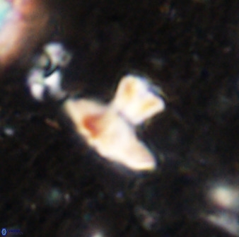 Discoasteroides kuepperi 48985