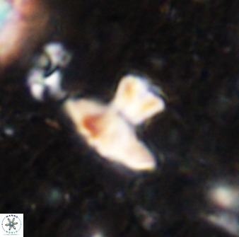 Discoasteroides kuepperi 48985