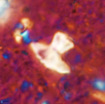 Discoasteroides kuepperi 48986