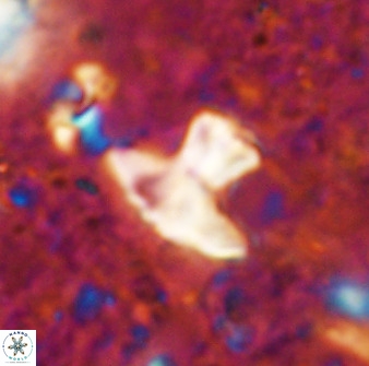 Discoasteroides kuepperi 48986