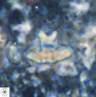 Discoasteroides kuepperi 48988